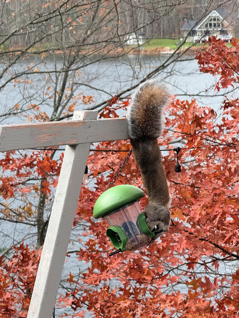 Perfect heist 😅 by vesna