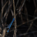 Blue Dragonfly in the Swamp Light