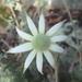A single Flannel Flower...