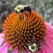Fibonacci and Bees