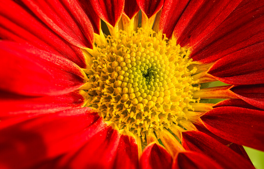 Mum Proj 365 Day2-11-2 by allyc