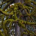 Tangle of Mossy Branches
