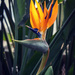 Bird of Paradise