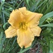 Day Lily