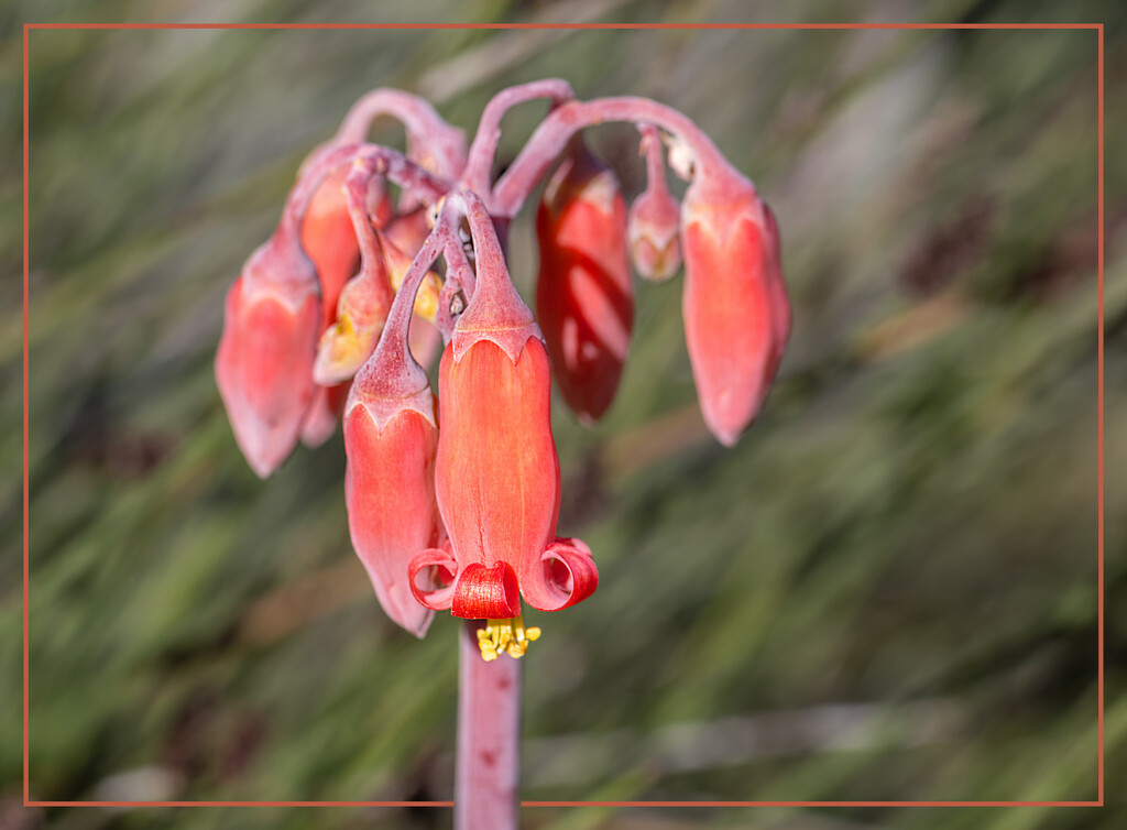 The last ones by ludwigsdiana