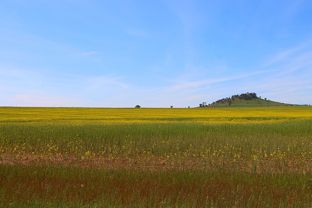 Another fading canola crop by leggzy
