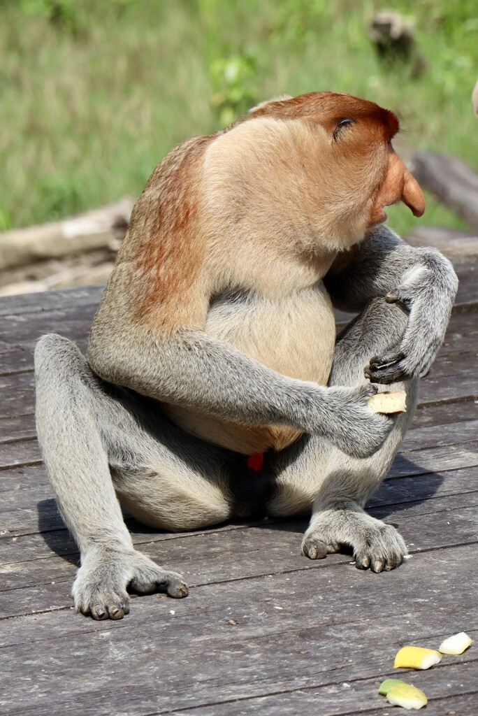 Proboscis monkey  by jeremyccc
