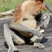 Proboscis monkey 