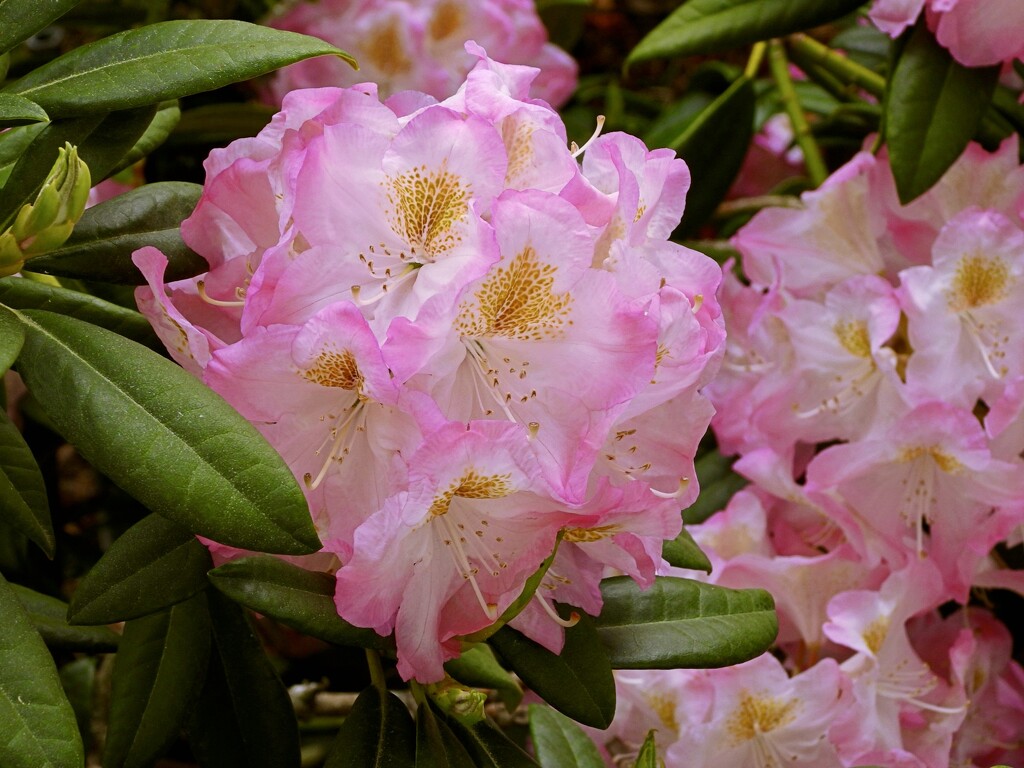 Rododendron by maggiemae