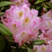 Rododendron