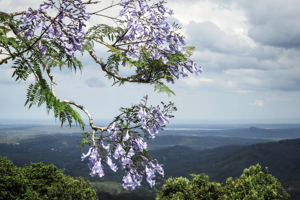 The view from the Jacaranda by jeneurell