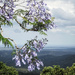 The view from the Jacaranda