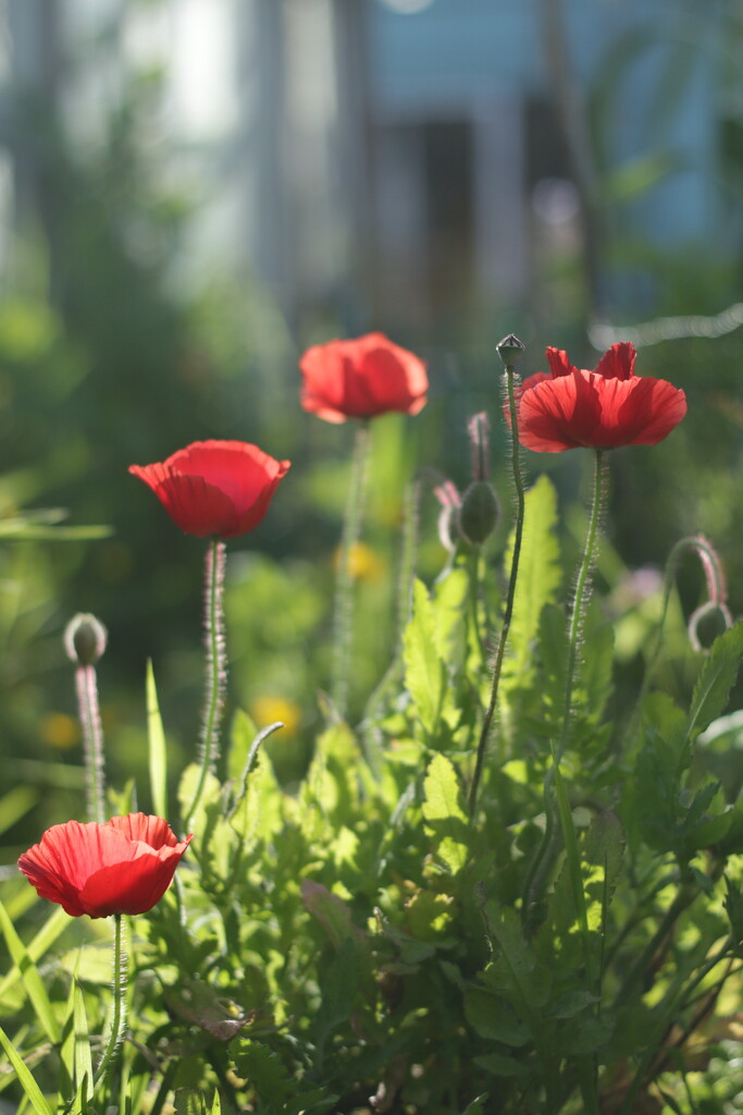 Pop go the poppies by kali66