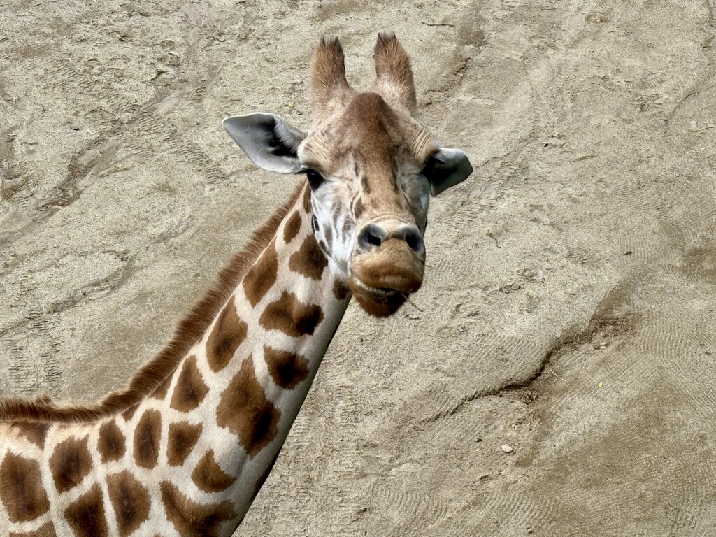 George the Giraffe by brigette