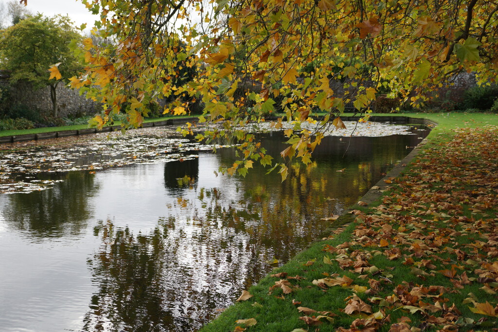 the plane tree and the pond by quietpurplehaze21