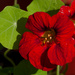 Nasturtium II