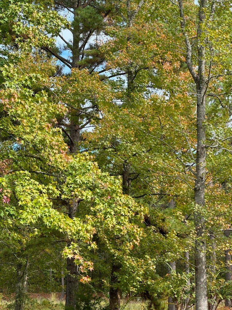 Sweetgum trees beginning to turn... by marlboromaam