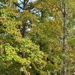 Sweetgum trees beginning to turn...