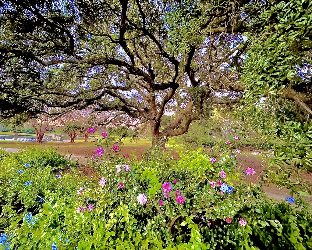 Hampton Park by congaree