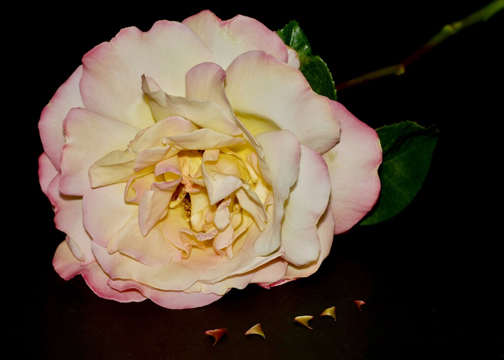 Every Rose Has Its Thorn... PB049167 by merrelyn