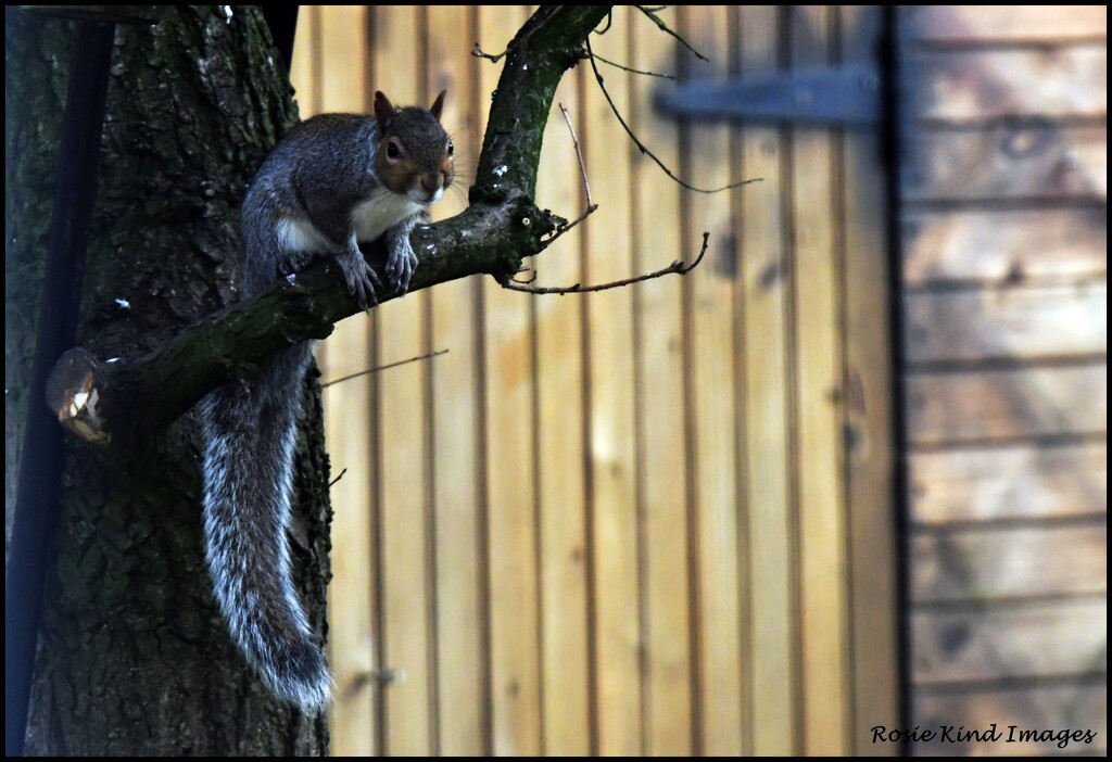 Cheeky boy by rosiekind