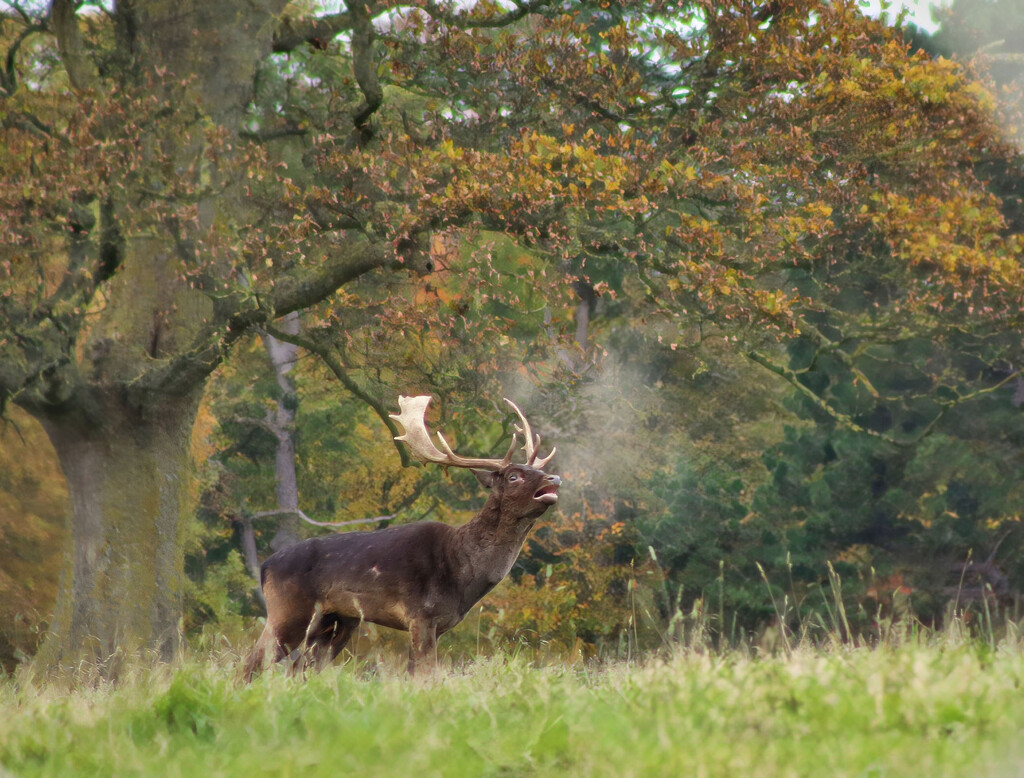 Getting Steamy by jesperani