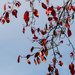 Red leaves