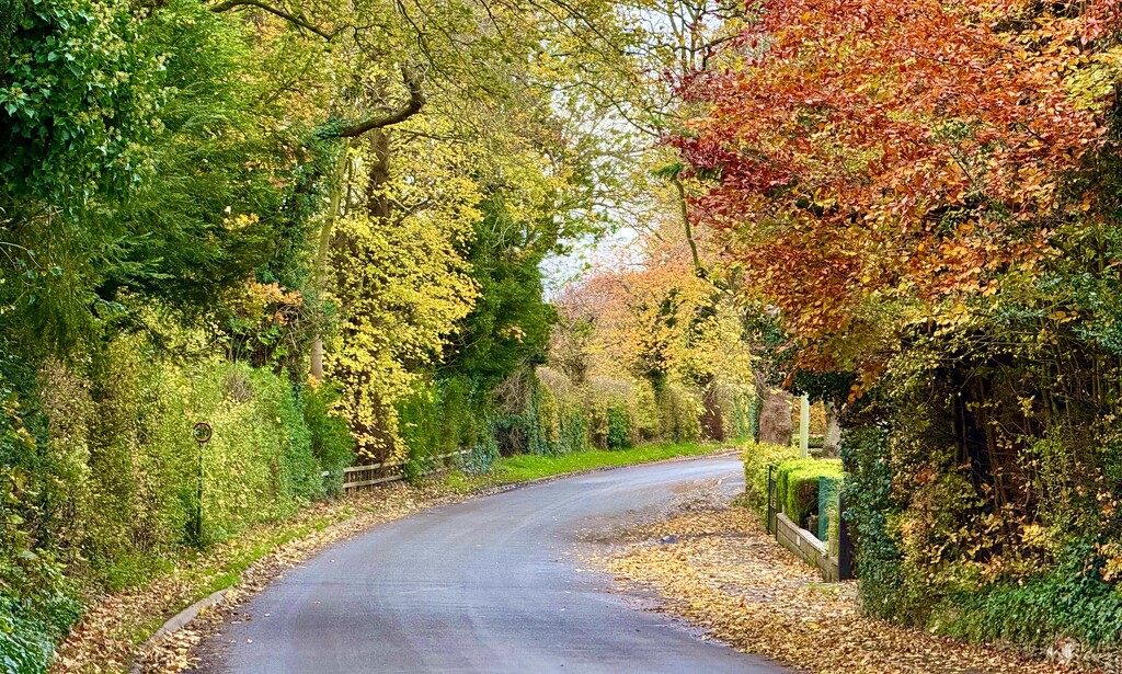 Autumn colour 🍁🍂 by carole_sandford