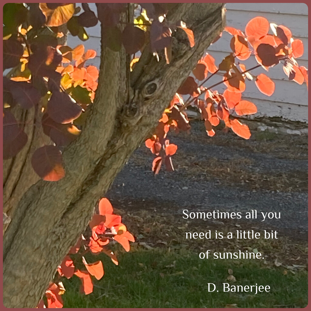 A Little Sunshine by spanishliz