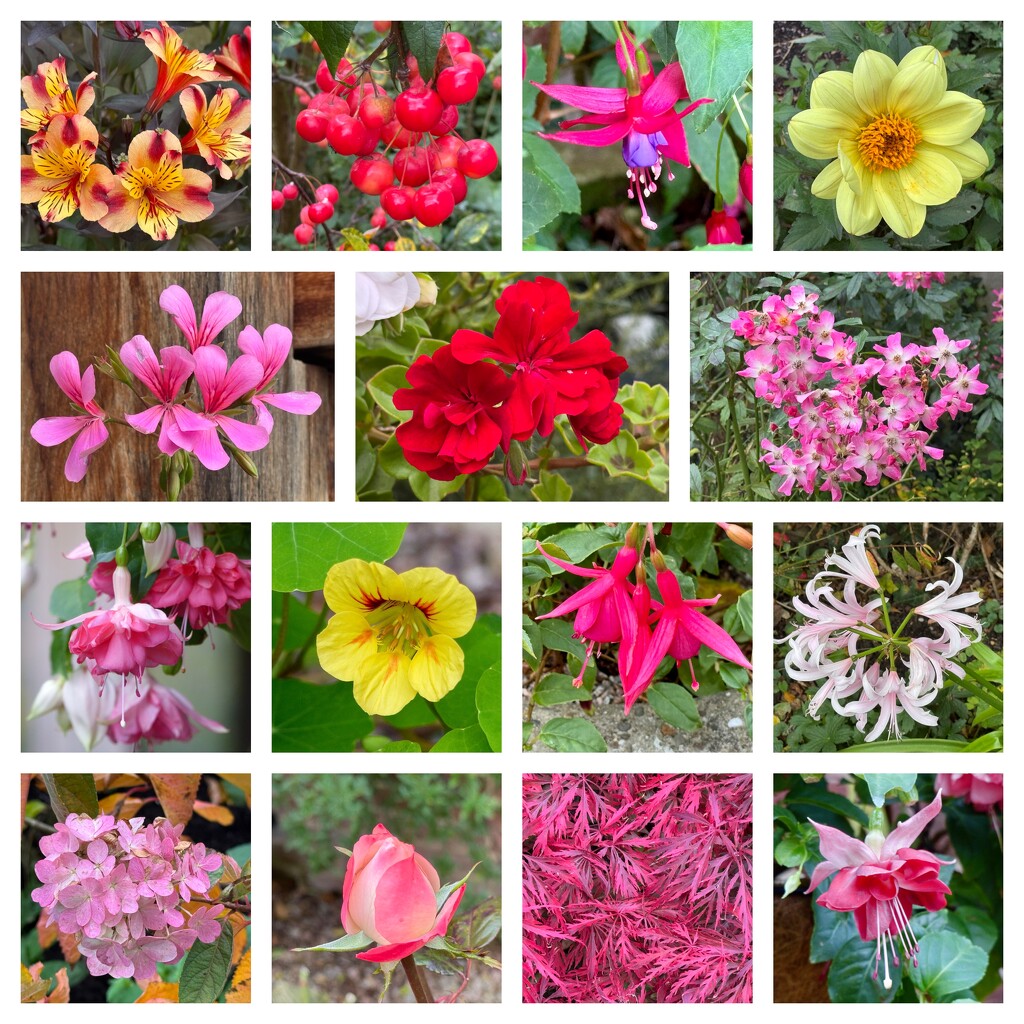 1st November Garden Snapshot - A Few Days Late by susiemc