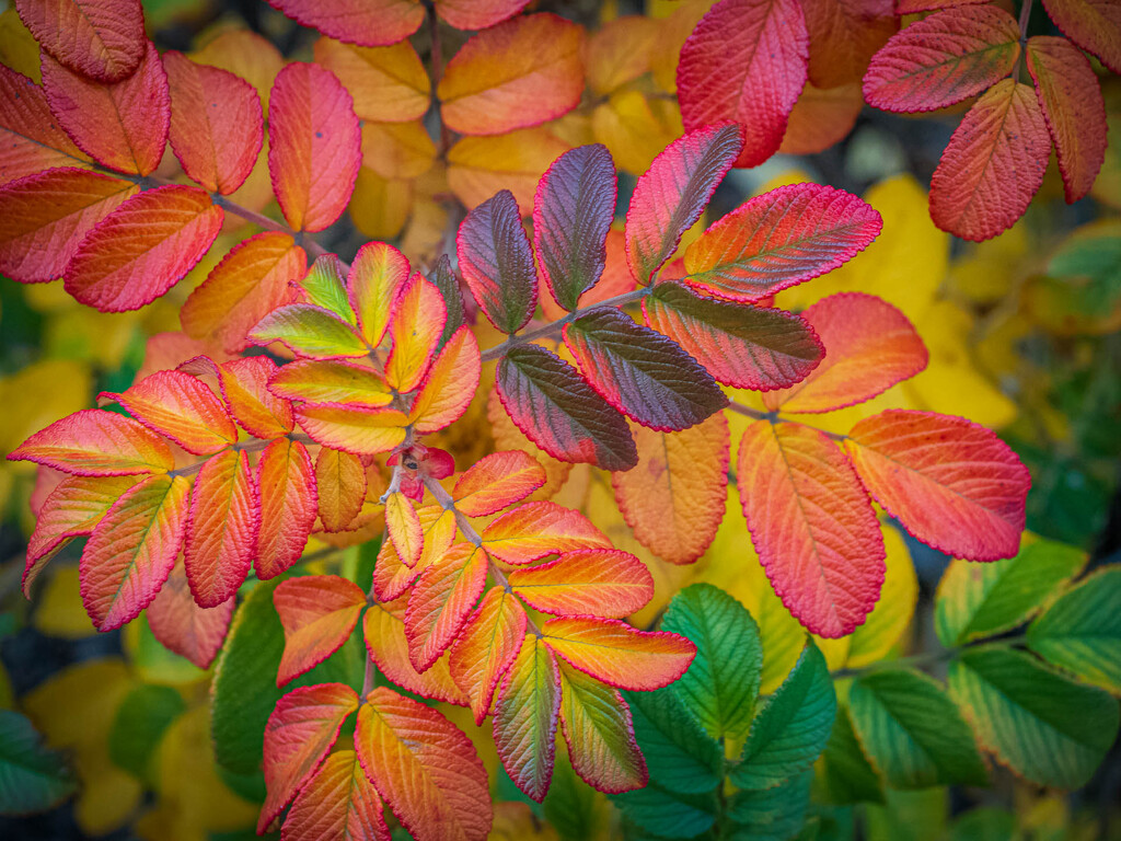 There is still a lot of color by haskar