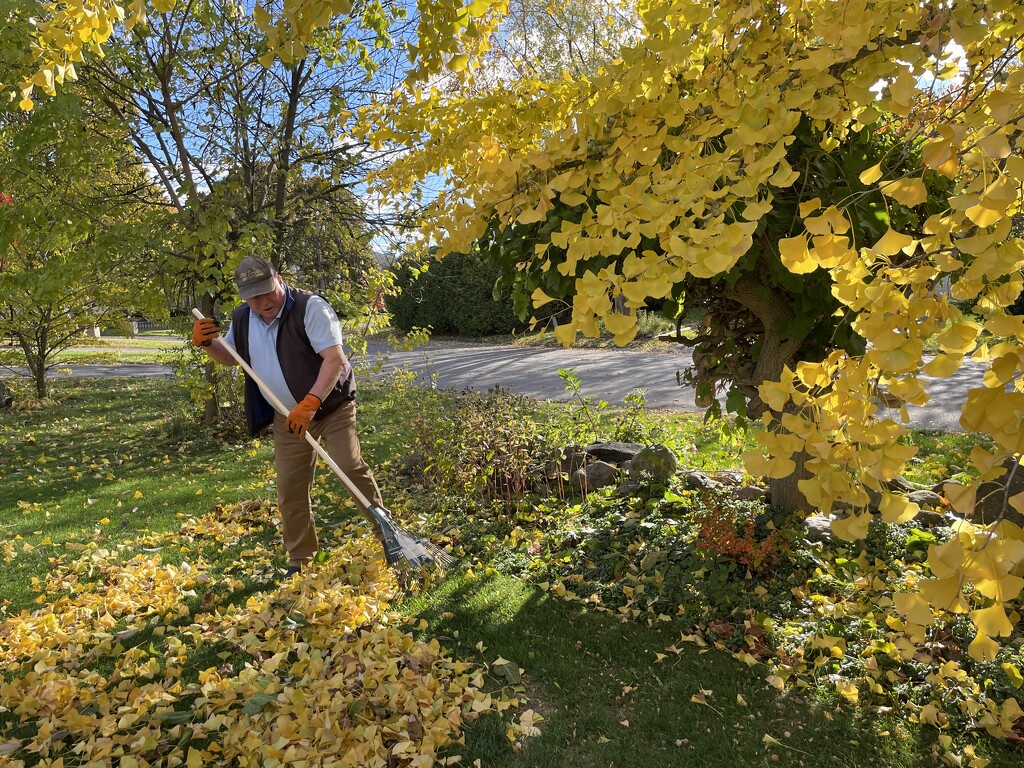 And the Raking Begins by jane80