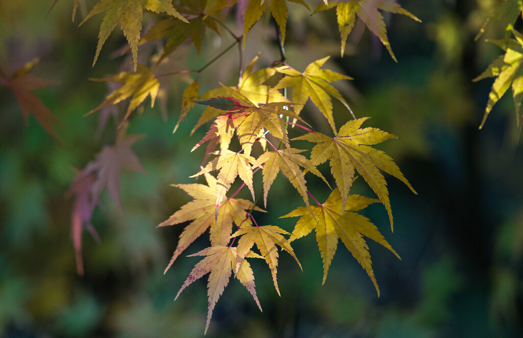 Afternoon Light by berelaxed
