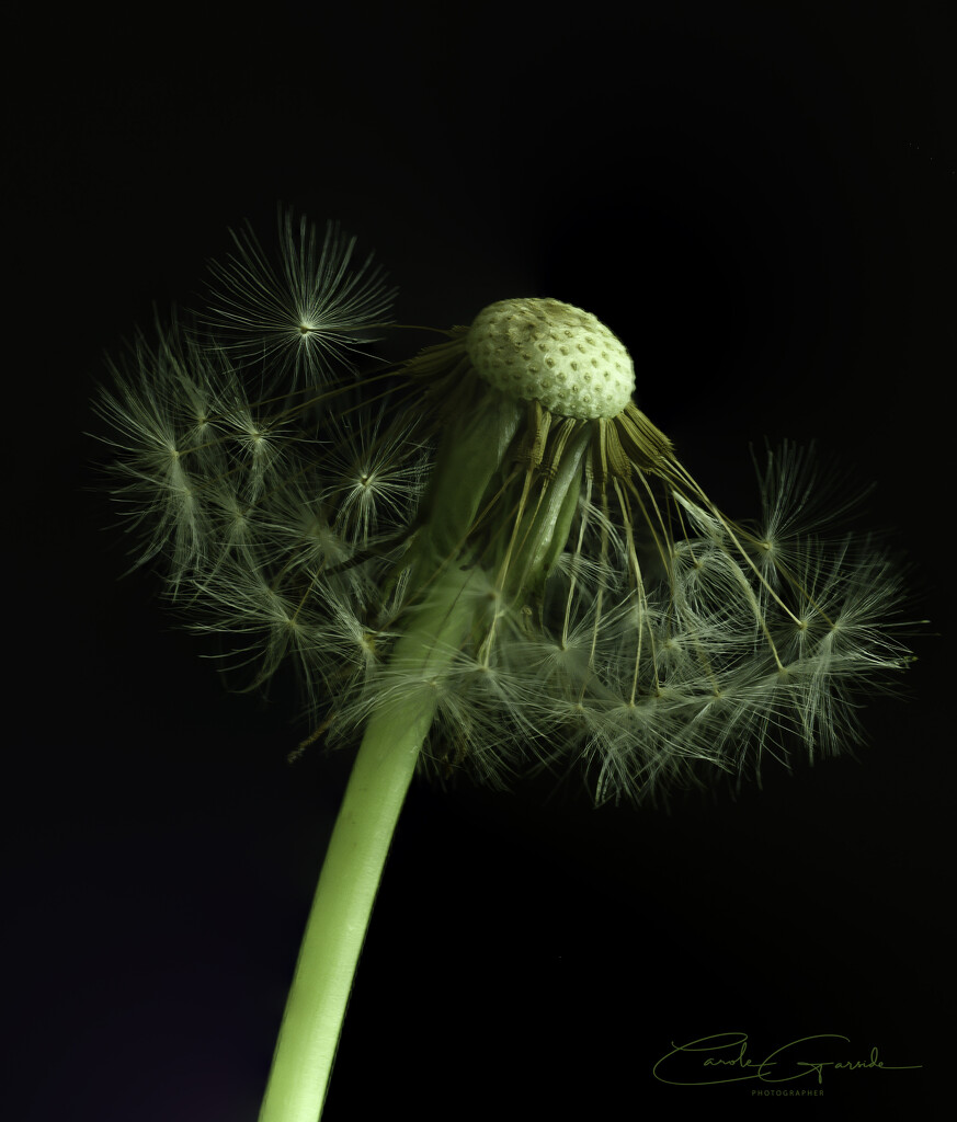 Half Past Wish by yorkshirekiwi