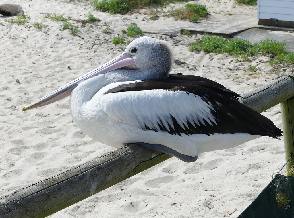 Balanced  by onewing