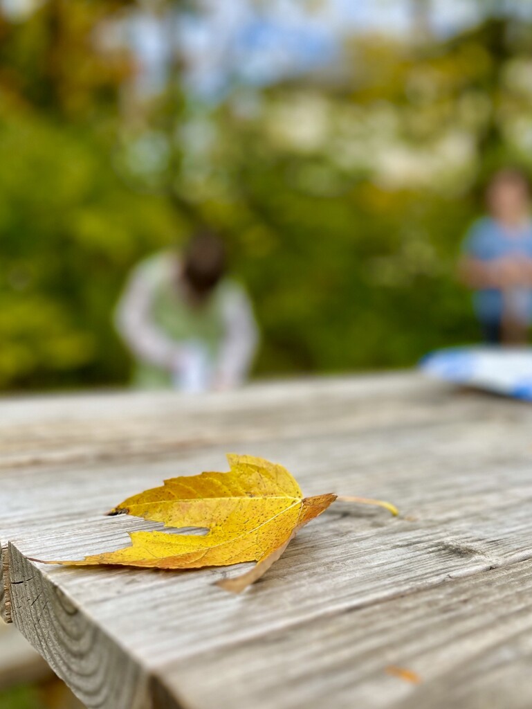 It gently landed on our picnic table 🍁 by pilgrimcano