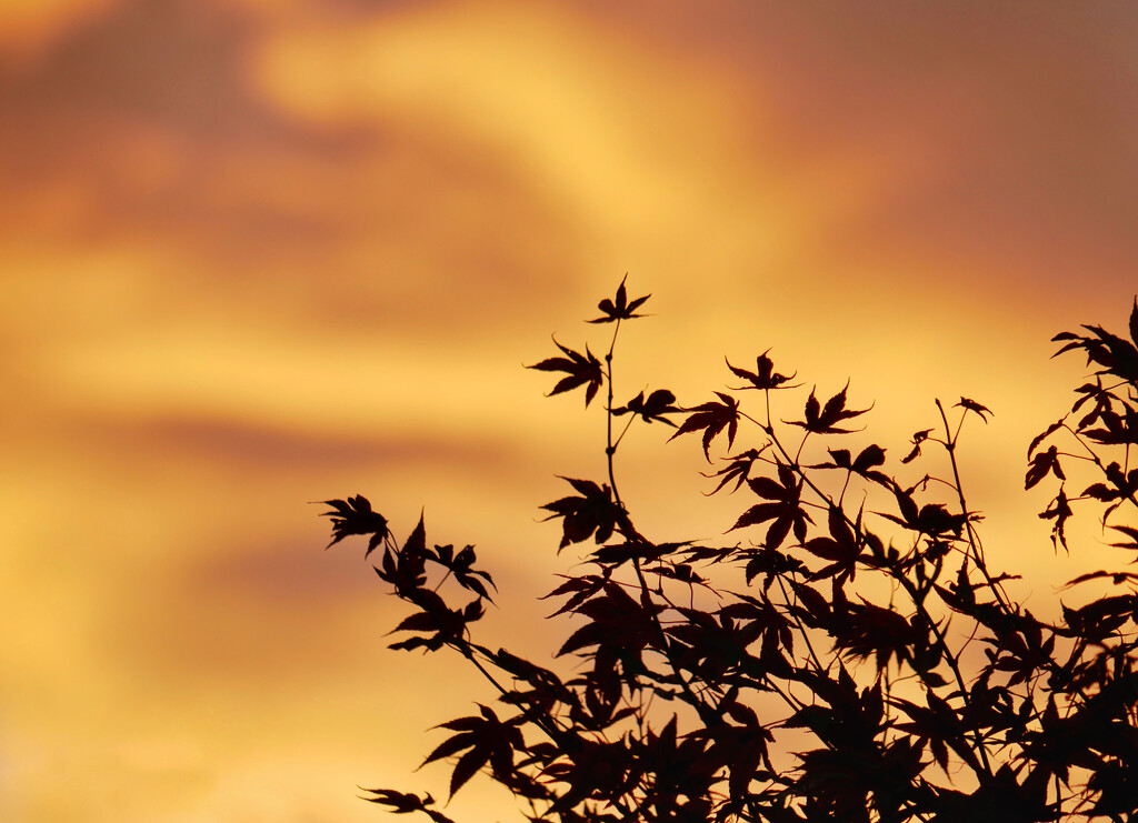 Canadian Sunset by ljmanning