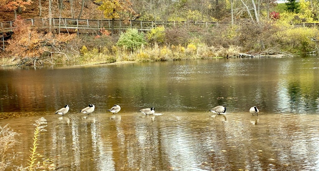 Get your geese in a row by tomscheidel