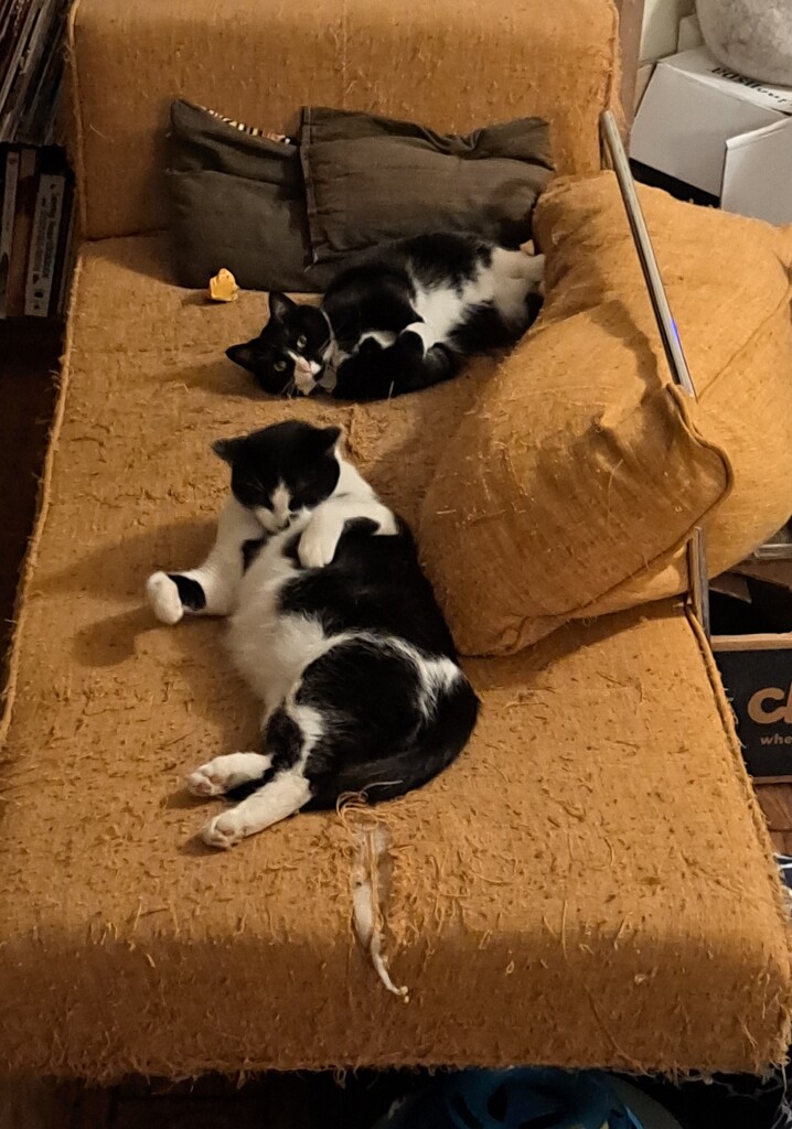 Sibling couch time!!! by jeaningenius