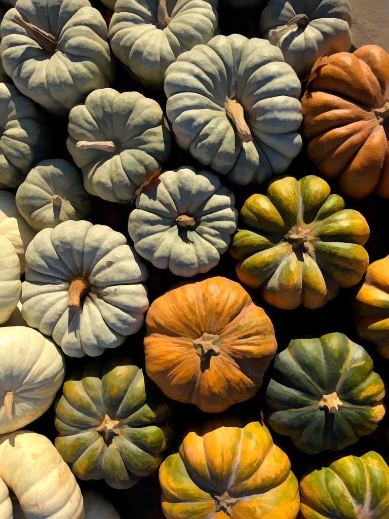 Pumpkins Galore  by pdulis