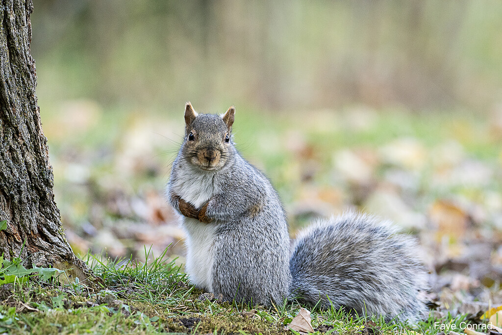 You gotta love it's face by fayefaye