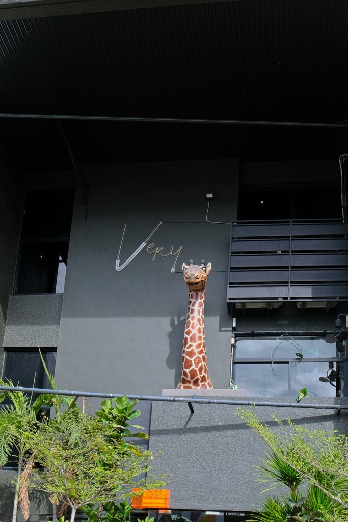 Unusual Giraffe looking out   by ianjb21