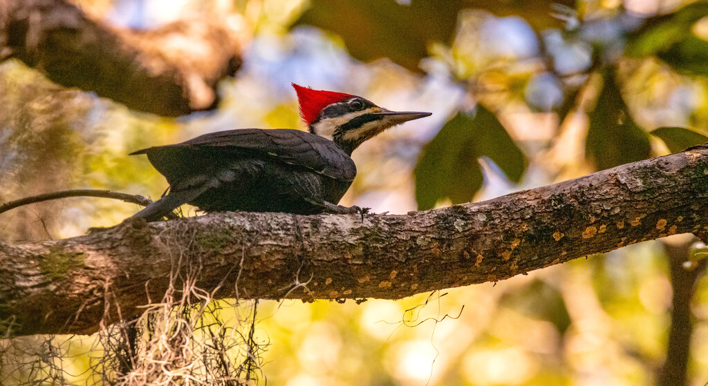 Mrs Pileated Woodpecker! by rickster549