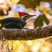 Mrs Pileated Woodpecker!