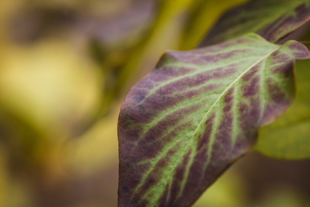 Lilac Leaves in Fall by tina_mac