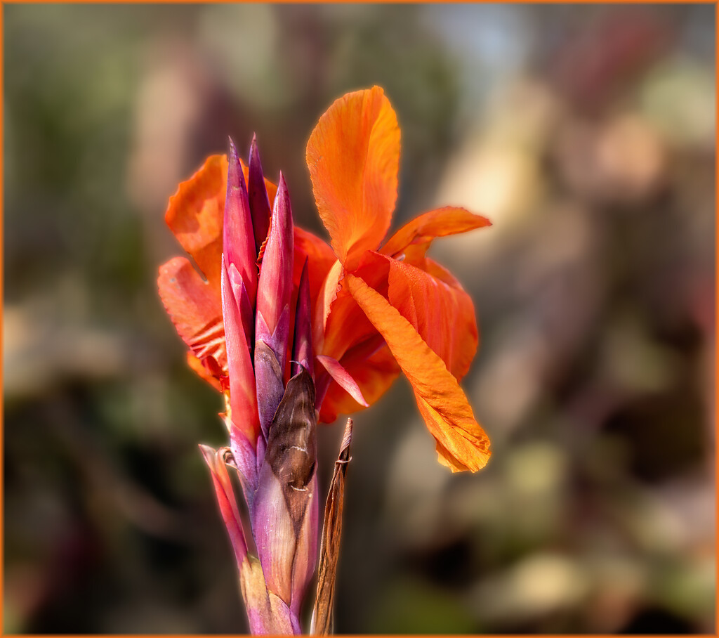 Another pop of colour by ludwigsdiana