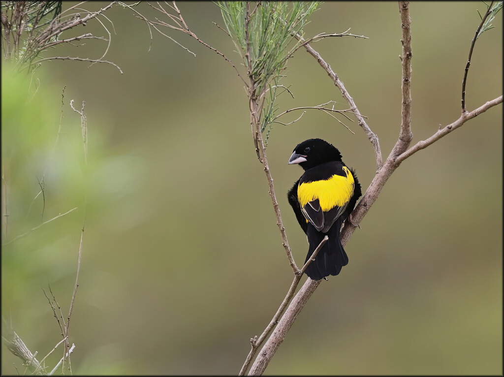 The elusive one by ludwigsdiana