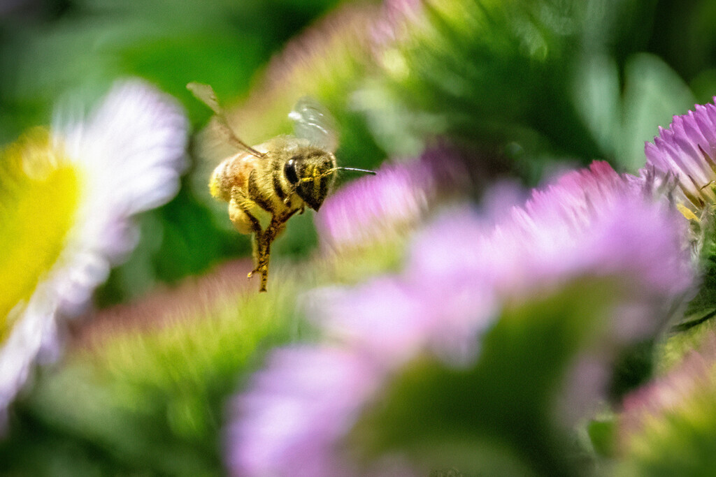 Valley of Flowers by helenw2