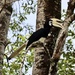 Hornbill 