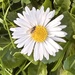 November Daisy